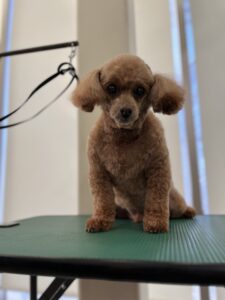 2月14日のわんこたちの写真