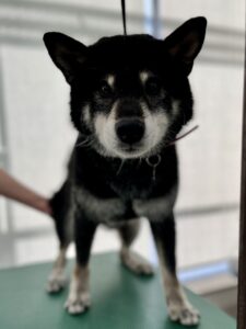 ラッキーくんのトリミング写真