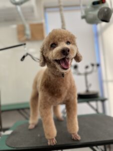 くりおくんのトリミング写真