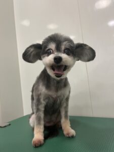 ララちゃんのトリミング写真