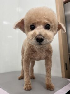2月18日のわんこたちの写真