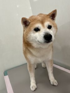 2月19日のわんこたちの写真