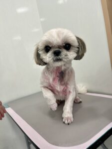 ゆめちゃんのトリミング写真