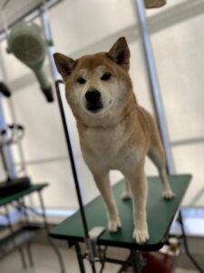 小太郎(こたろう)くんのトリミング写真