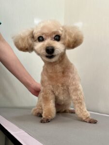 はなちゃんのトリミング写真