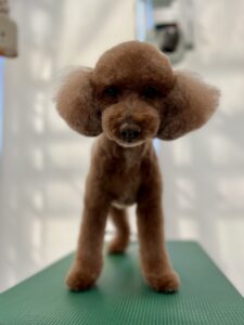 2月21日のわんこたちの写真