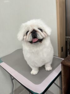 らふぁちゃんのトリミング写真