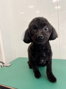 コロくんのトリミング写真