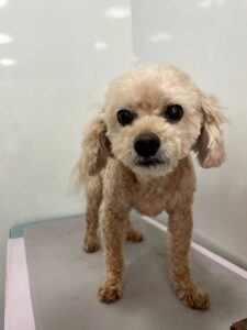 マークくんのトリミング写真