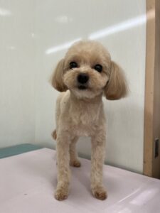 ふわりちゃんのトリミング写真