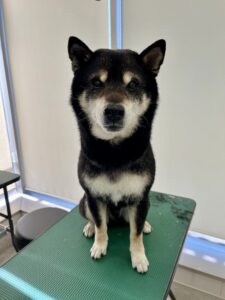 2月25日のわんこたちの写真