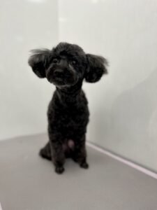ちょこちゃんのトリミング写真
