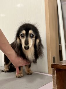 凛(りん)ちゃんのトリミング写真