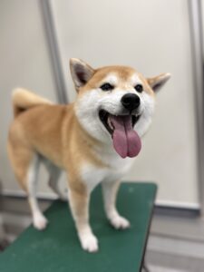 天(てん)くんのトリミング写真