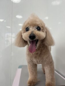 シンバくんのトリミング写真