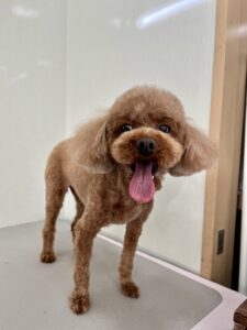 メイちゃんのトリミング写真