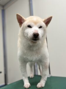 チロちゃんのトリミング写真