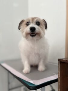 マッシュくんのトリミング写真