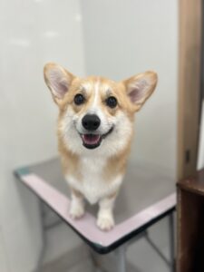 Cocoa(ココア)ちゃんのトリミング写真