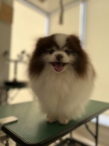 2月28日のわんこたちの写真