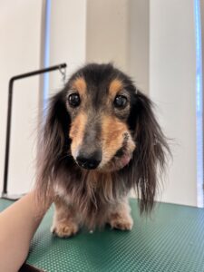 2月26日のわんこたちの写真