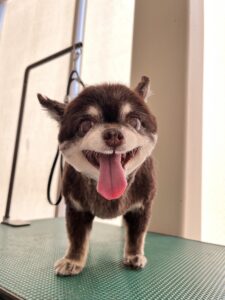 あいらちゃんのトリミング写真