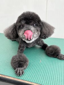 あんこくんのトリミング写真