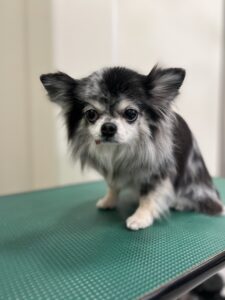 サニーちゃんのトリミング写真