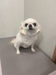 おとちゃんのトリミング写真