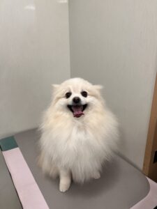 おもちくんのトリミング写真