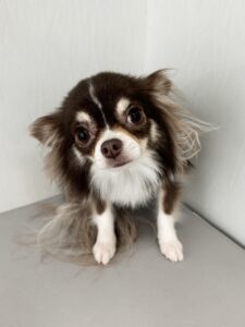 かりんちゃんのトリミング写真