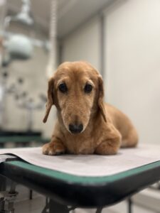 くうちゃんのトリミング写真