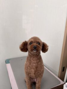 くぅくんのトリミング写真