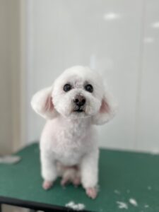 くららちゃんのトリミング写真