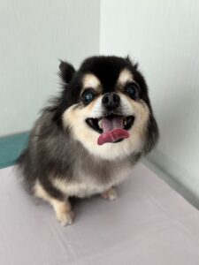 小梅ちゃんのトリミング写真