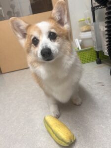 ココアちゃんのトリミング写真