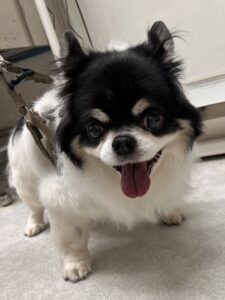 ココくんのトリミング写真