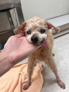 ココちゃんのトリミング写真