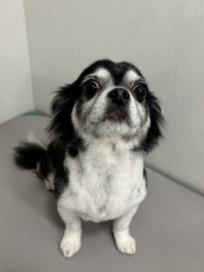 ココルちゃんのトリミング写真