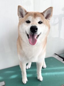 小太郎くんのトリミング写真