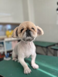 こむぎくんのトリミング写真