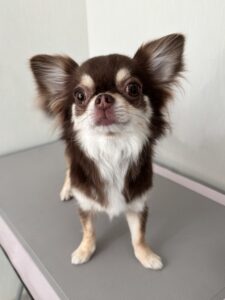 ざらめちゃんのトリミング写真