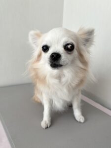 cinnamon(シナモン)ちゃんのトリミング写真