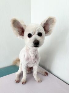 セイくんのトリミング写真
