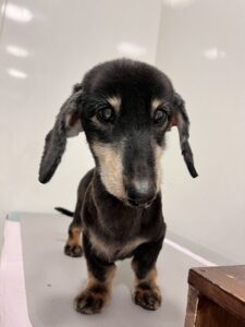 そらくんのトリミング写真