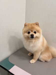 そらくんのトリミング写真