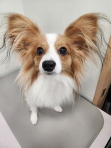 そらちゃんのトリミング写真