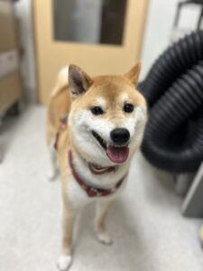 タロくんのトリミング写真