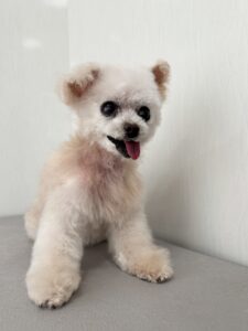 ちゅらちゃんのトリミング写真