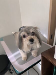 チョコちゃんのトリミング写真